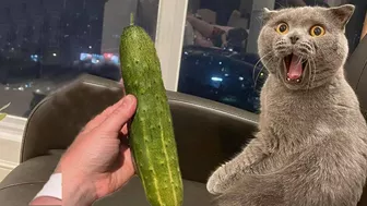 Cat Vs Cucumber - Funny Cat Reaction Videos Aww Pets