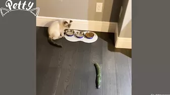 Cat Vs Cucumber - Funny Cat Reaction Videos Aww Pets