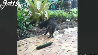 Cat Vs Cucumber - Funny Cat Reaction Videos Aww Pets