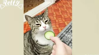 Cat Vs Cucumber - Funny Cat Reaction Videos Aww Pets