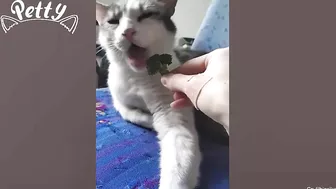 Cat Vs Cucumber - Funny Cat Reaction Videos Aww Pets