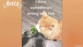 Cat Vs Cucumber - Funny Cat Reaction Videos Aww Pets