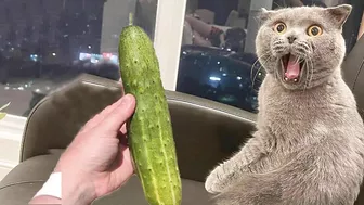 Cat Vs Cucumber - Funny Cat Reaction Videos Aww Pets