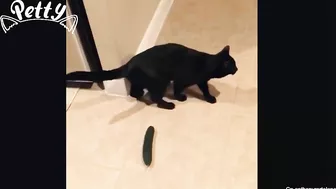 Cat Vs Cucumber - Funny Cat Reaction Videos Aww Pets