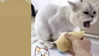 Cat Vs Cucumber - Funny Cat Reaction Videos Aww Pets