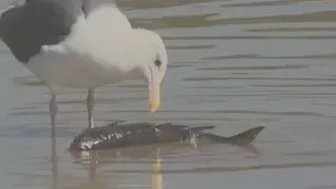 Huntington Beach oil spill: Do not touch affected animals, experts say