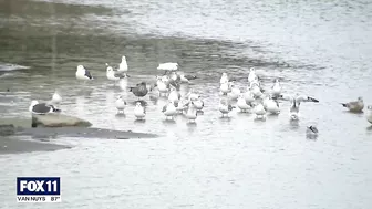 Huntington Beach oil spill: Do not touch affected animals, experts say