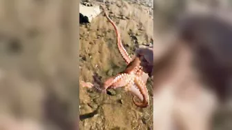 Catching Big Octopus at Beach ???? #shorts