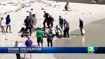 Paddleboarder and dog attacked by shark off Lovers Point Beach in Pacific Grove: Witness