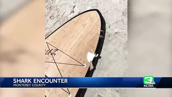 Paddleboarder and dog attacked by shark off Lovers Point Beach in Pacific Grove: Witness