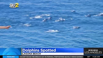 Dolphins spotted enjoying beautiful beach day in Long Beach