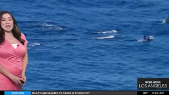 Dolphins spotted enjoying beautiful beach day in Long Beach