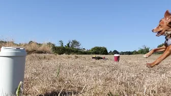 Commonwealth Games for Dogs | That Cockapoo Ivy