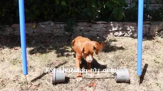 Commonwealth Games for Dogs | That Cockapoo Ivy