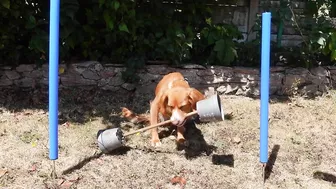 Commonwealth Games for Dogs | That Cockapoo Ivy