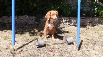 Commonwealth Games for Dogs | That Cockapoo Ivy