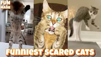 New Funny Scared Cats - Try Not to Laugh Funniest Cat Scares Compilation 2022 - FunMash