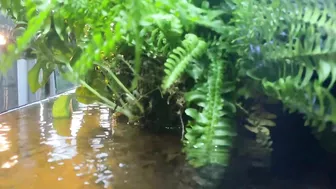 Sunset in a Forest Stream Riparium