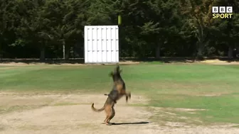 Cricketer vs dog in fielding challenge – who will win? | The Hundred