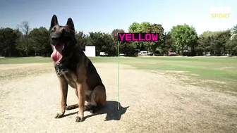 Cricketer vs dog in fielding challenge – who will win? | The Hundred