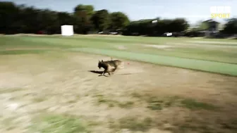 Cricketer vs dog in fielding challenge – who will win? | The Hundred