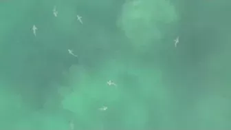 Video: Drone spots hundreds of sharks swimming near shore of Florida beach