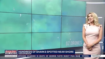 Video: Drone spots hundreds of sharks swimming near shore of Florida beach