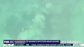 Video: Drone spots hundreds of sharks swimming near shore of Florida beach