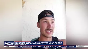 Video: Drone spots hundreds of sharks swimming near shore of Florida beach