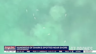 Video: Drone spots hundreds of sharks swimming near shore of Florida beach