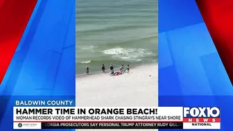 Video shows hammerhead shark chasing stingray near shore in Orange Beach