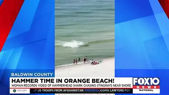 Video shows hammerhead shark chasing stingray near shore in Orange Beach