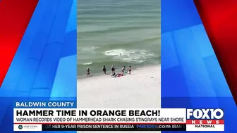 Video shows hammerhead shark chasing stingray near shore in Orange Beach