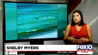 Video shows hammerhead shark chasing stingray near shore in Orange Beach