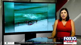 Video shows hammerhead shark chasing stingray near shore in Orange Beach