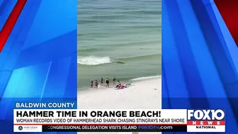 Video shows hammerhead shark chasing stingray near shore in Orange Beach