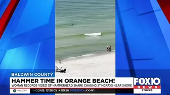 Video shows hammerhead shark chasing stingray near shore in Orange Beach