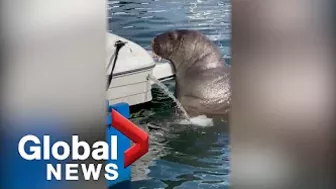 Norway euthanizes Freya, a celebrity walrus that captured hearts