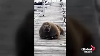 Norway euthanizes Freya, a celebrity walrus that captured hearts