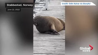 Norway euthanizes Freya, a celebrity walrus that captured hearts