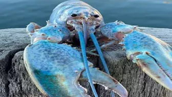 Blue Lobster Meme Compilation