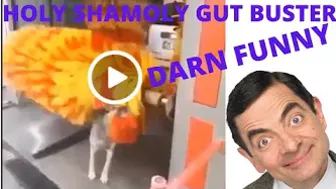 HOLY SHAMOLY GUT BUSTER VERY FUNNY COMPILATION !!!!!!!!!!!!