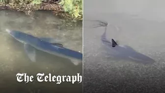 Six-foot blue shark spotted swimming unusually close to Cornwall beach