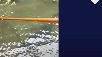 Six-foot blue shark spotted swimming unusually close to Cornwall beach