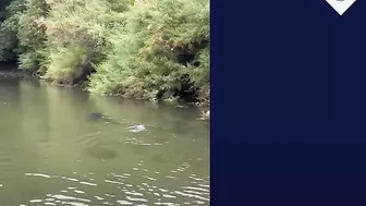 Six-foot blue shark spotted swimming unusually close to Cornwall beach