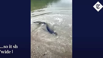 Six-foot blue shark spotted swimming unusually close to Cornwall beach