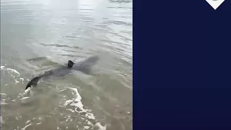 Six-foot blue shark spotted swimming unusually close to Cornwall beach