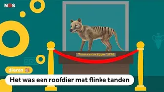 Tasmaanse tijger wordt weer tot leven gewekt