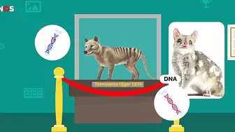 Tasmaanse tijger wordt weer tot leven gewekt