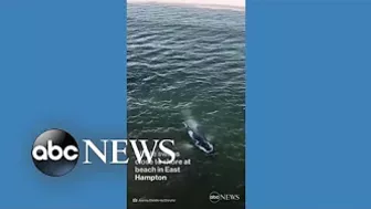 Humpback whale swims near Long Island beach